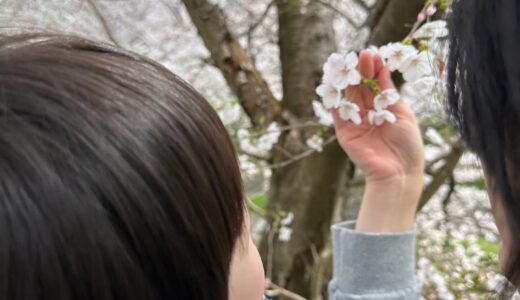 〈奈良〉2024 佐保川の桜でお花見です