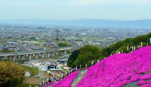 〈奈良県葛城市〉芝桜まつり2024